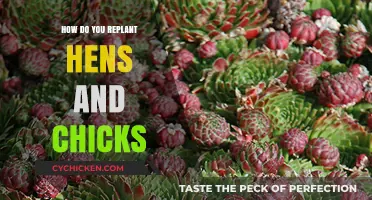 Replanting Hens and Chicks: A Step-by-Step Guide for Gardeners