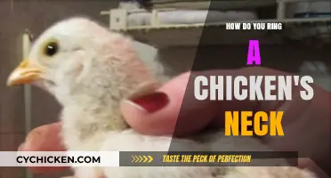 Humane Chicken Neck Ringing: A Step-by-Step Guide for Farmers