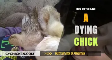 Reviving Fragile Life: Essential Steps to Save a Dying Chick