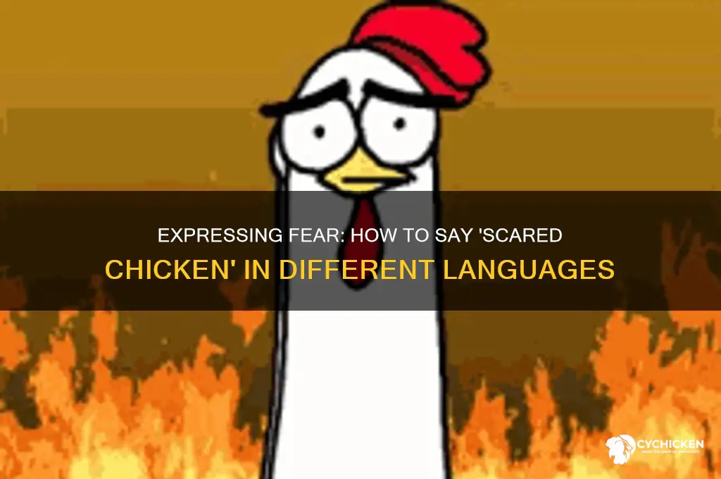 how do you say w a scared chicken