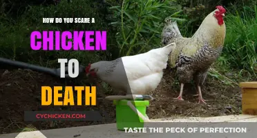 Terrifying Tactics: Unveiling the Shocking Truth About Scaring Chickens to Death
