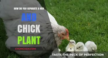 Propagating Hen and Chick Plants: Separating the Babies