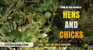 Separating Hens and Chicks: A Simple Guide for Healthy Plants