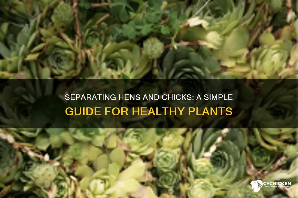 how do you separate hens and chicks