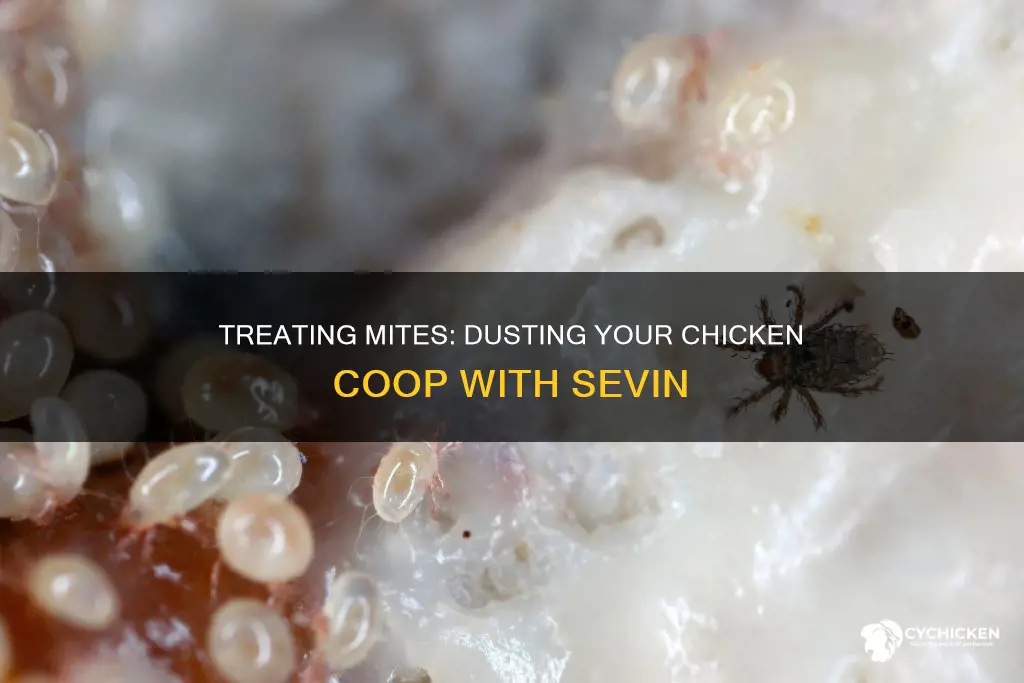 how do you sevin dust a chicken with mite powder