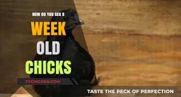 Identifying Chick Gender: Techniques for 5-Week-Old Poultry Hatchlings