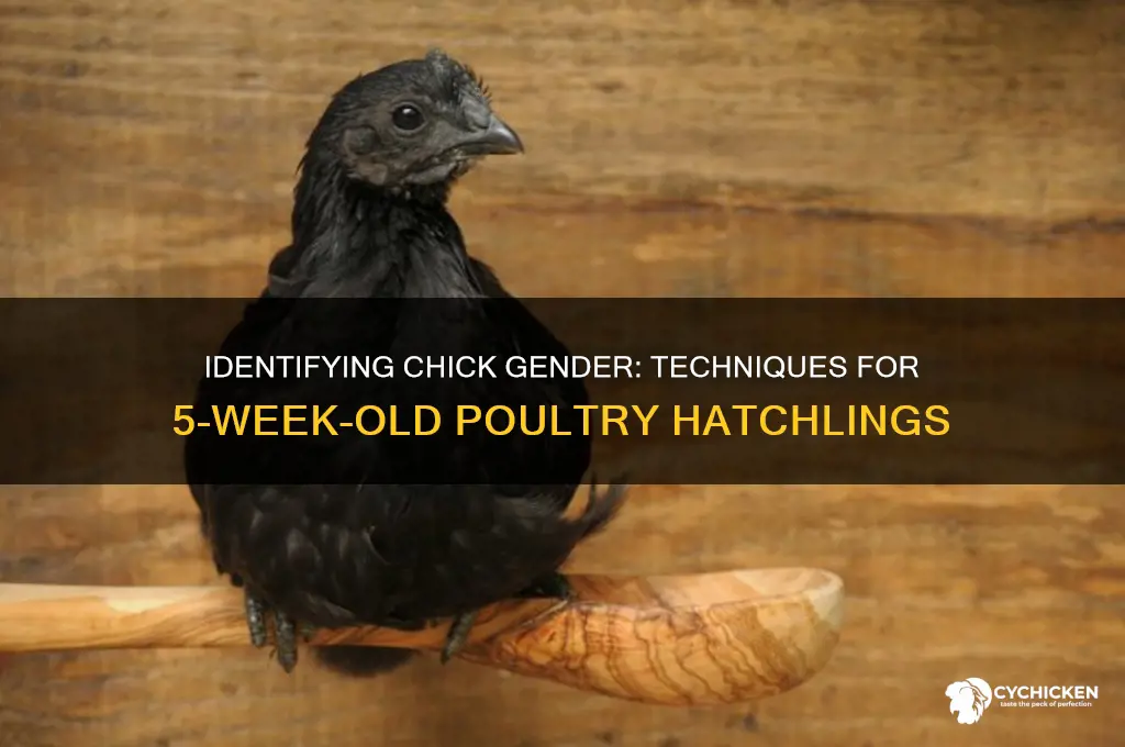 how do you sex 5 week old chicks