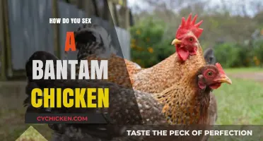 Identifying Bantam Chicken Gender: A Simple Guide for Beginners