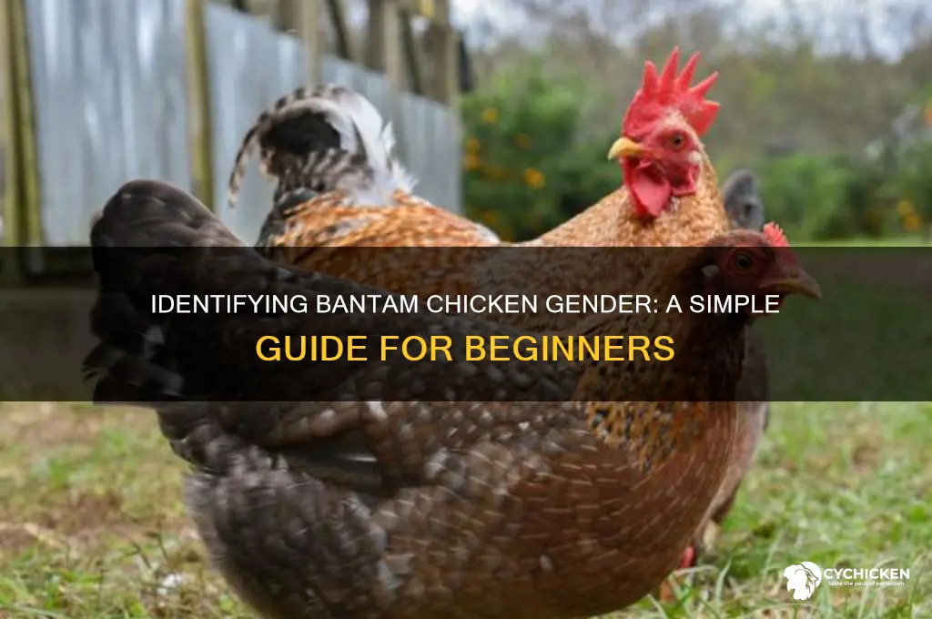 how do you sex a bantam chicken