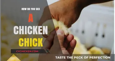 Identifying Chicken Chick Gender: A Beginner's Guide to Sexing