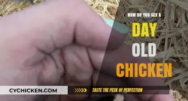 Identifying Chick Gender: Techniques for Sexing Day-Old Chicks Accurately