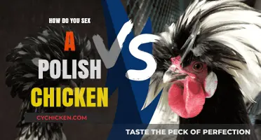 Identifying the Gender of Polish Chickens: A Comprehensive Guide
