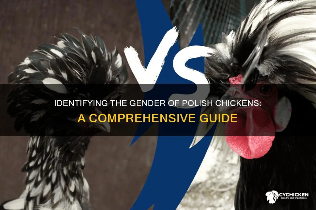 how do you sex a polish chicken