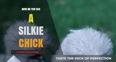 Identifying Silkie Chick Gender: A Beginner's Guide to Sexing