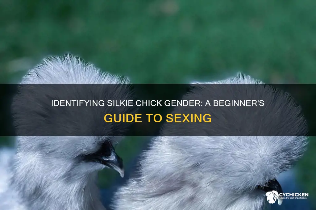 how do you sex a silkie chick