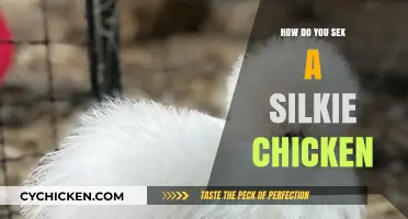 Identifying Silkie Chicken Gender: A Simple Guide for Beginners