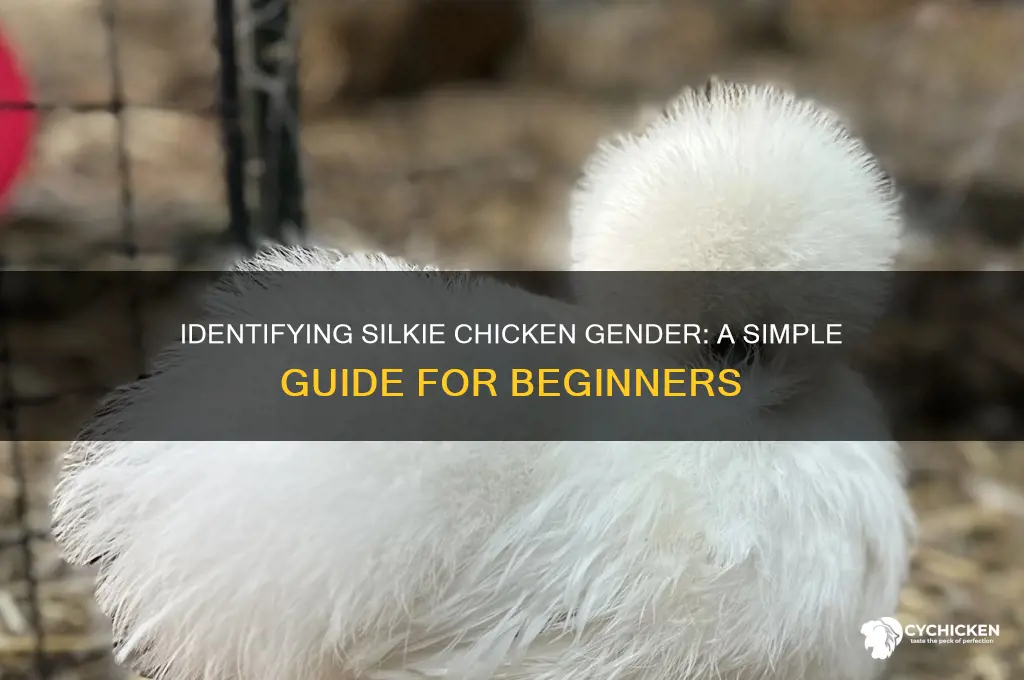 how do you sex a silkie chicken
