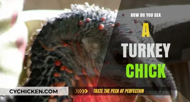 Identifying Turkey Chick Gender: A Beginner's Guide to Sexing Poultry