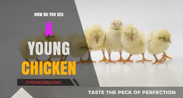 Identifying Chicken Gender: Early Signs in Young Chicks Explained