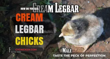 Identifying Cream Legbar Chick Gender: A Beginner's Guide to Sexing