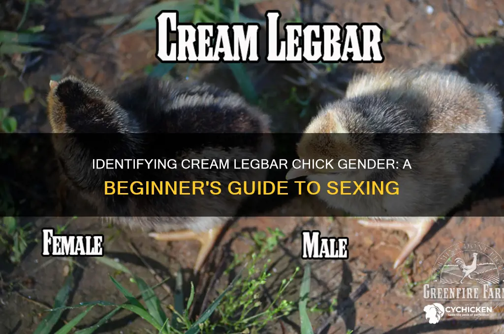 how do you sex cream legbar chicks