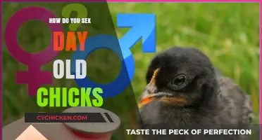 Identifying Chick Gender: Techniques for Sexing Day-Old Chicks Explained