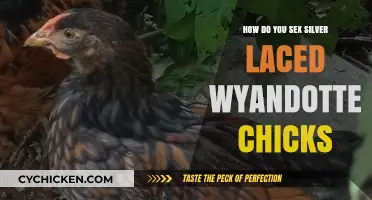 Identifying Silver Laced Wyandotte Chick Gender: A Beginner's Guide