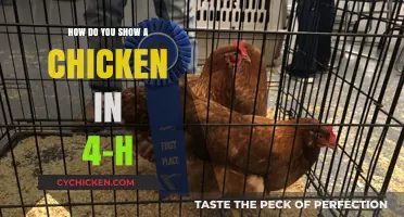 Showing Chickens in 4-H: A Beginner's Guide
