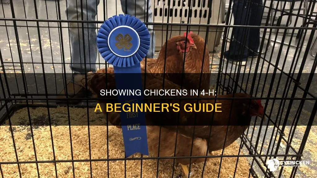 how do you show a chicken in 4-h