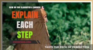 The Art of Slaughtering Chickens: A Step-by-Step Guide