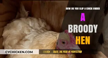 Broody Hen Basics: Slipping Chicks Under a Mom