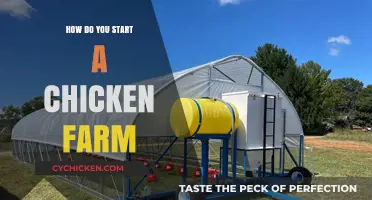 Starting Your Chicken Farm: Essential Steps for Beginners