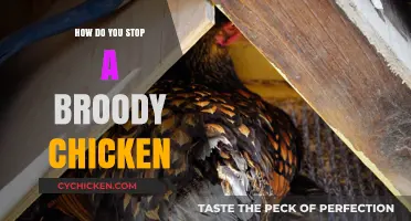 Breaking the Brood: Effective Ways to Stop a Broody Chicken
