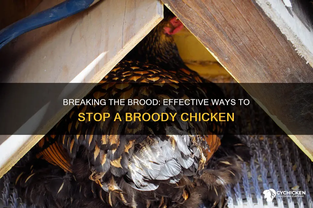 how do you stop a broody chicken