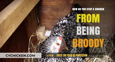 Breaking Broody: Tricks to Stop Chicken Broodiness