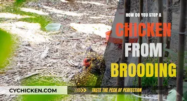 Breaking the Brood: Effective Strategies to Halt Chicken Brooding Behavior