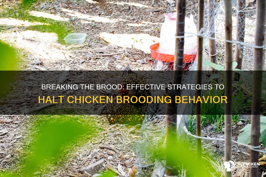 how do you stop a chicken from brooding