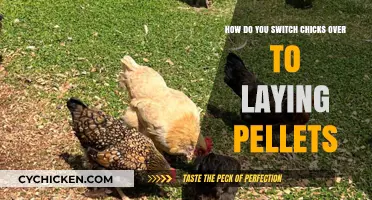 Switching Your Chickens to Laying Pellets: A Guide