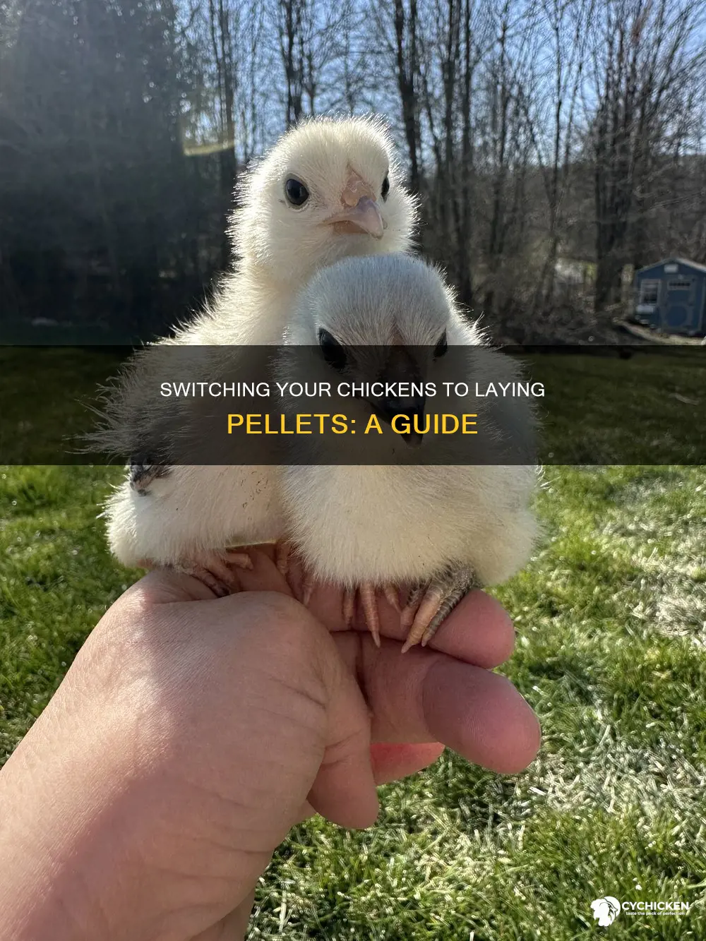 how do you switch chicks over to laying pellets