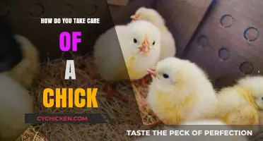 Caring for Chicks: Essential Tips for Healthy and Happy Baby Birds