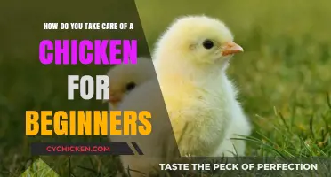 The Ultimate Guide to Raising Chickens for Beginners