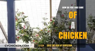 Essential Tips for Raising Healthy, Happy Chickens in Your Backyard