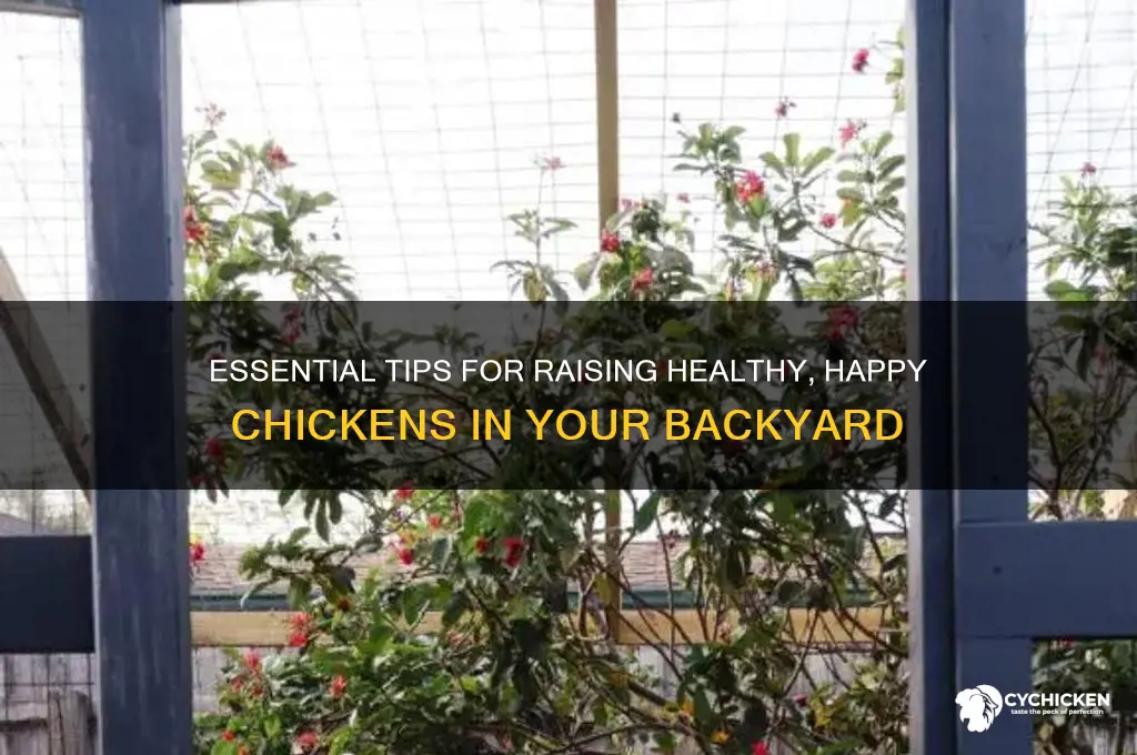 how do you take care of a chicken