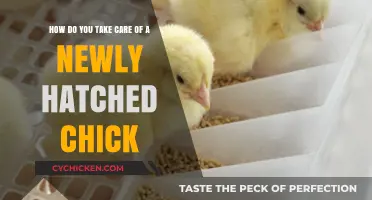 Caring for Newly Hatched Chicks: A Quick Guide
