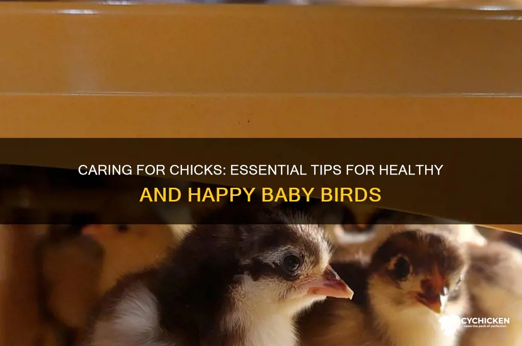 how do you take care of chicks