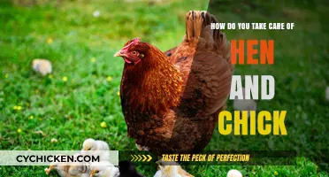 The Ultimate Guide to Caring for Your Hen and Chick