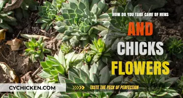 Caring for Hens and Chicks: A Comprehensive Guide