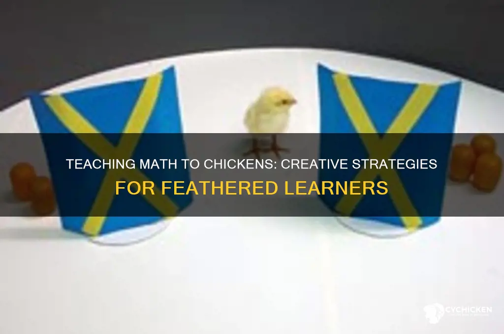 how do you teach math to a chicken