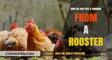 Identifying Chickens: Rooster or Hen?