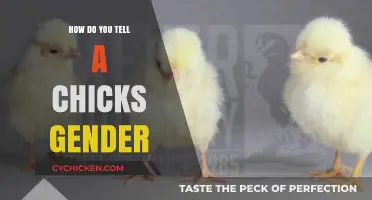 Identifying Chick Gender: Simple Methods for Accurate Determination